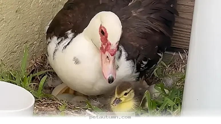How 5 Helpful Neighbors Are Raising Wild Ducklings Throughout 2026