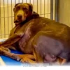 How 5 Simple Changes Improved My Doberman’s Daily Life in 2026