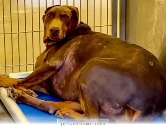 How 5 Simple Changes Improved My Doberman’s Daily Life in 2026