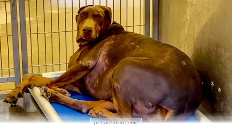 How 5 Simple Changes Improved My Doberman’s Daily Life in 2026