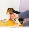 How 7 Days of Care Transformed This Rescue Dog’s Future in 2026