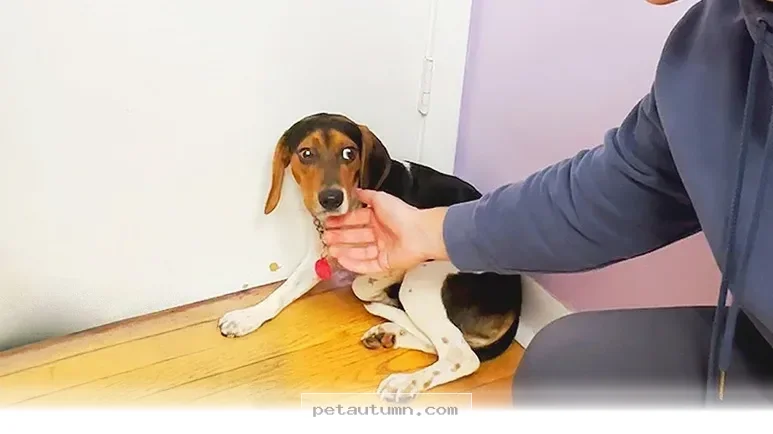 How 7 Days of Care Transformed This Rescue Dog’s Future in 2026