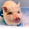 How A 150-Pound Pet Pig Rules Our Happy Home In The Year 2026