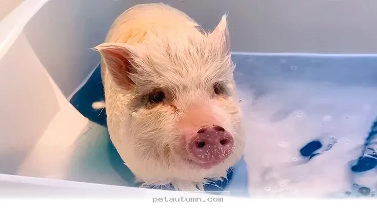 How A 150-Pound Pet Pig Rules Our Happy Home In The Year 2026
