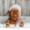 How Often Should You Bathe Your Dog in 2026 for a Happy Healthy Coat