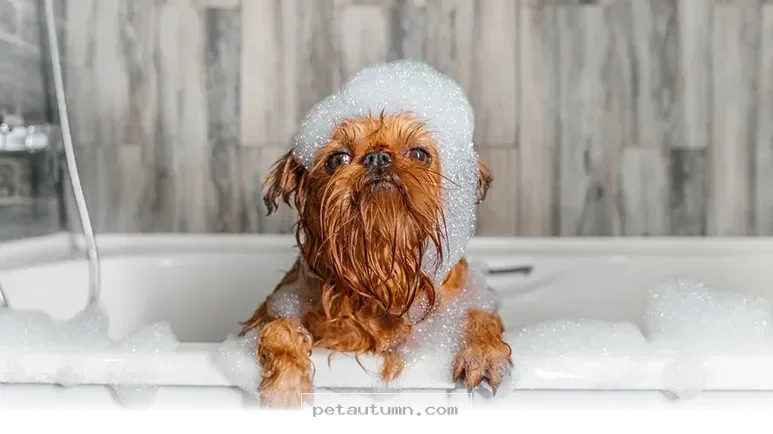 How Often Should You Bathe Your Dog in 2026 for a Happy Healthy Coat