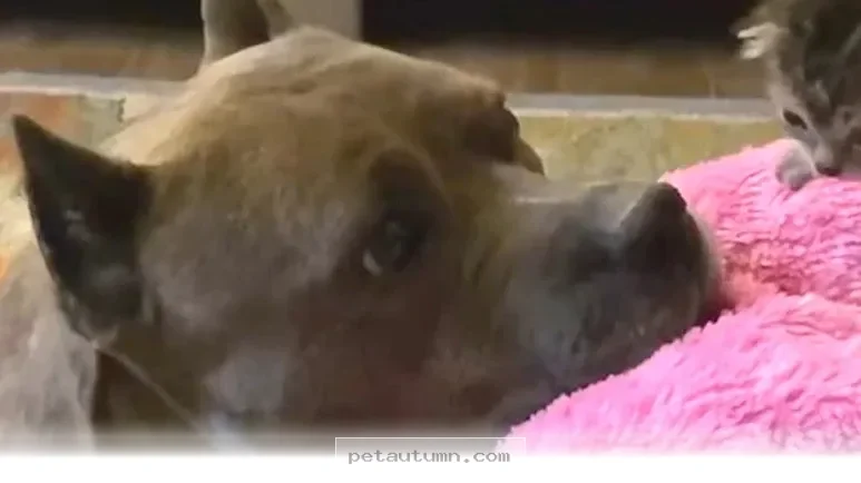 How This Kind Rescue Dog Raised 70 Kittens Throughout 2026