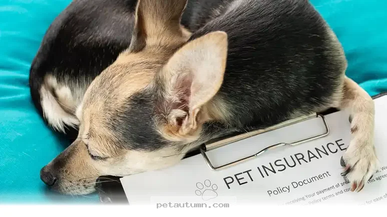 How to Decide if 2026 Pet Insurance Plans Are a Good Value for You