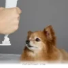 How to Keep Your Dog’s Breath Fresh and Healthy Through 2026