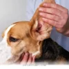 How to Protect Your Dog From 5 Common Ear Infections in 2026