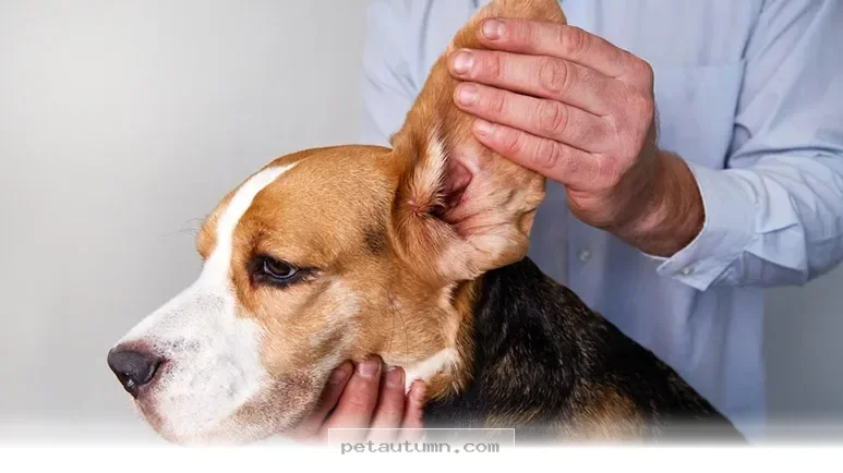 How to Protect Your Dog From 5 Common Ear Infections in 2026