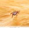 How to Protect Your Pets From Hidden Tick Dangers Through 2026