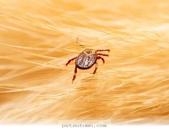 How to Protect Your Pets From Hidden Tick Dangers Through 2026
