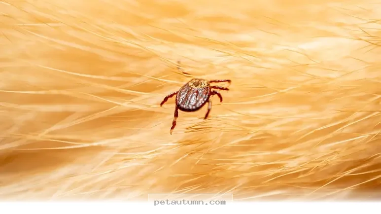How to Protect Your Pets From Hidden Tick Dangers Through 2026