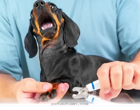 How to Safely Manage 1 Pet Nail Trim to Prevent Any Bleeding in 2026
