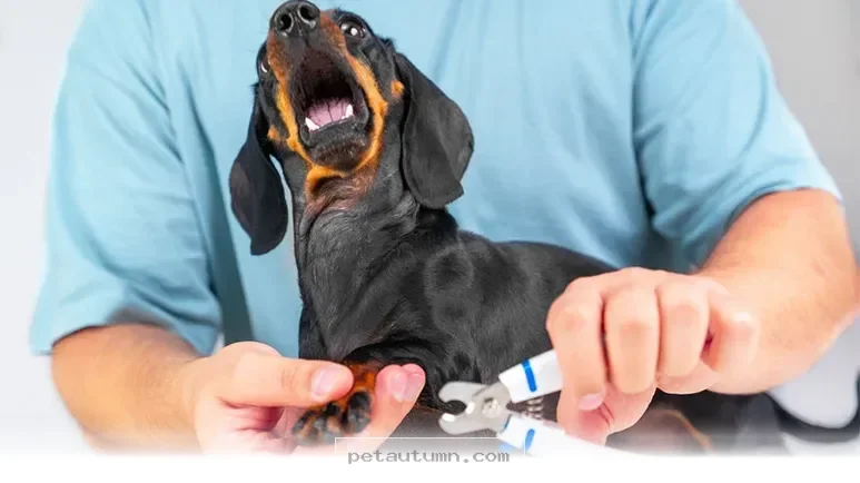 How to Safely Manage 1 Pet Nail Trim to Prevent Any Bleeding in 2026