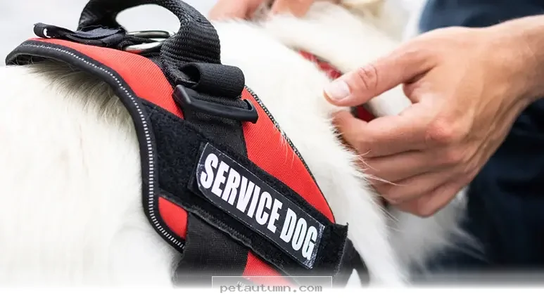 How to Spot Fake 2026 Service Animal Documents for Your Pet Online