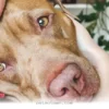 How Your 4-Legged Best Friend Helps During Tough Times in 2026