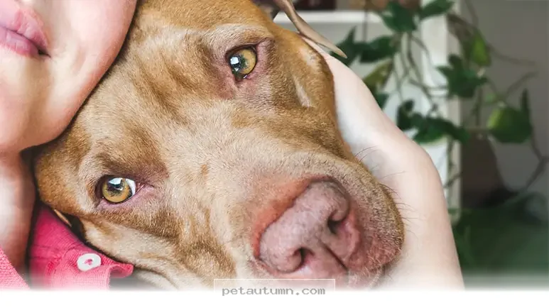 How Your 4-Legged Best Friend Helps During Tough Times in 2026