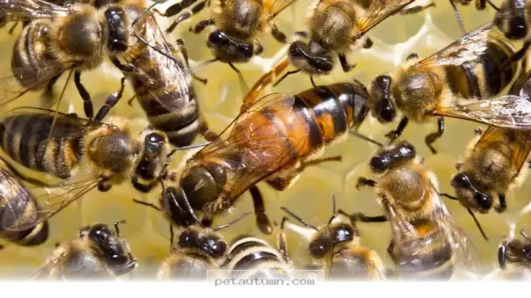 Incredible Female Animals Every American Pet Owner Should Know 2026