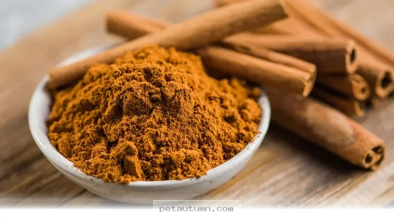 Is Pumpkin Safe for Your Dog to Eat in 2026 and 4 Helpful Tips