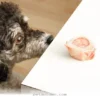 Keep Your Pet Safe From Harmful Fatty Foods During the 2026 Holidays