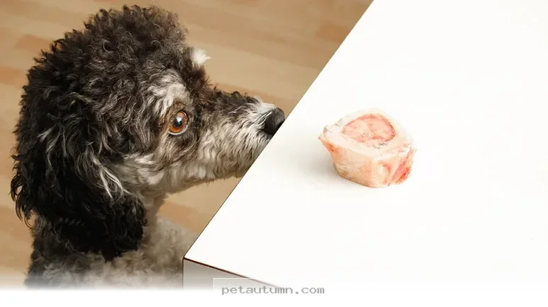 Keep Your Pet Safe From Harmful Fatty Foods During the 2026 Holidays