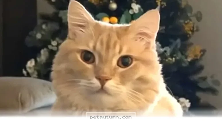 Meet the 1 Talkative Rescue Cat Who Found a Forever Family in 2026