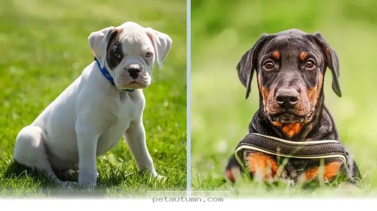 New Heart Health Updates for 2 Dog Breeds to Watch in 2026