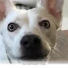 Simple Ways To Bond With Your Deaf Dog Using Hand Signals In 2026