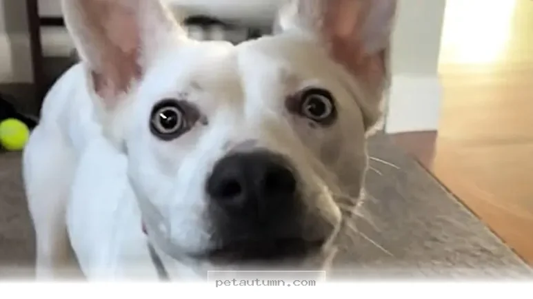 Simple Ways To Bond With Your Deaf Dog Using Hand Signals In 2026