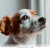 Simple Ways to Comfort Your Anxious Dog During 2026 Storm Seasons