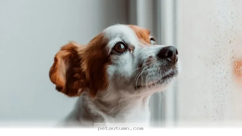 Simple Ways to Comfort Your Anxious Dog During 2026 Storm Seasons