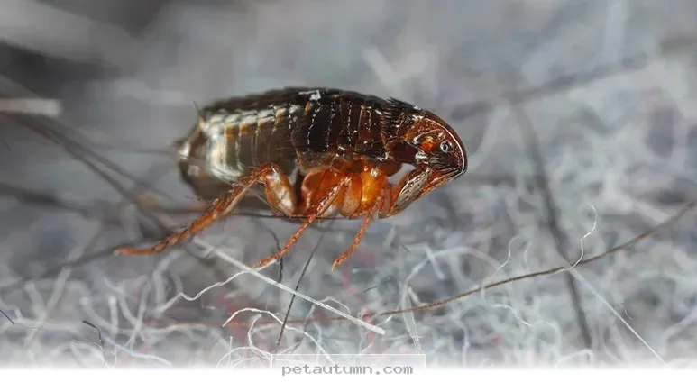 Simple Ways to Keep Your Pets Flea Free Naturally in 2026