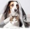 Simple Ways to Support Your Pet Through Anxiety During 2026