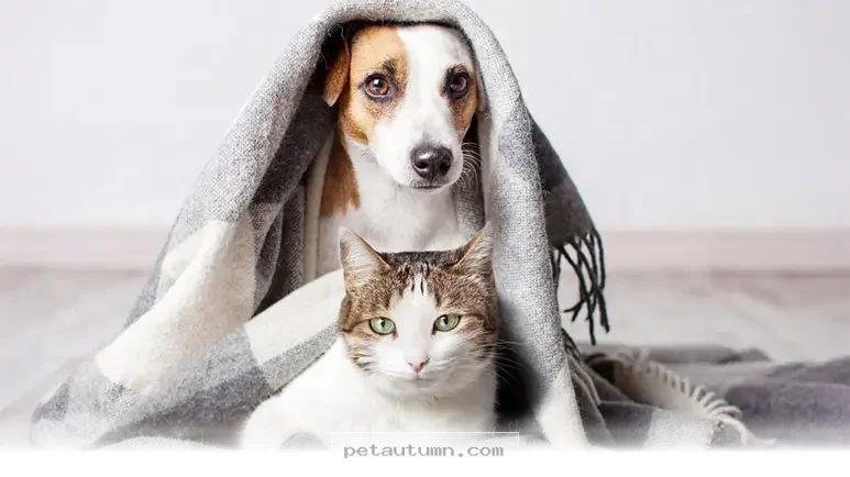 Simple Ways to Support Your Pet Through Anxiety During 2026