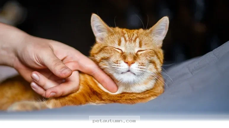 Surprising Facts About Cat Purring Every Owner Should Know in 2026