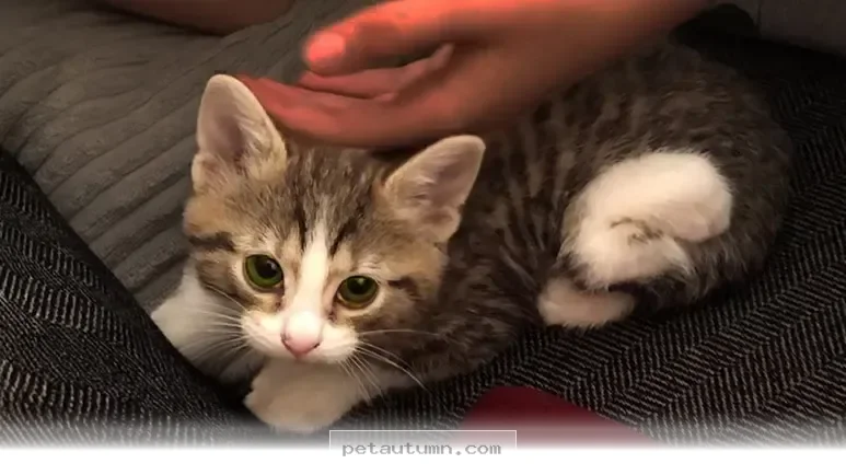Tips for Raising a Special Needs Pet at Home During 2026