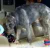 Top 10 Tips for Loving Large Breed Dogs at Home During 2026