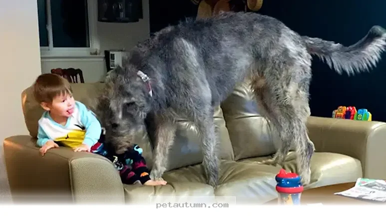 Top 10 Tips for Loving Large Breed Dogs at Home During 2026