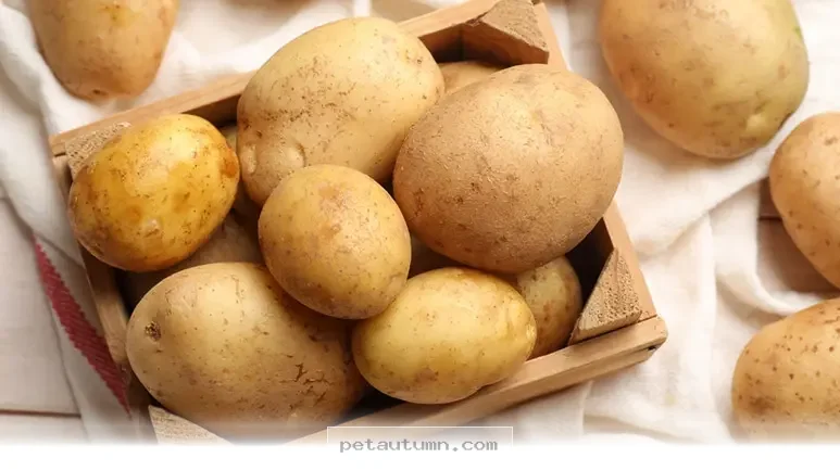 Top 5 Healthy Veggies Every American Pet Owner Needs to Know in 2026