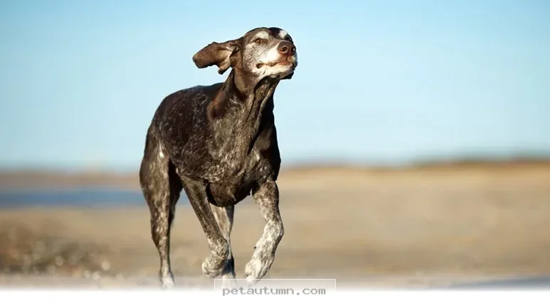 Top 5 Proven Ways to Extend Your Beloved Pet’s Life Through 2026