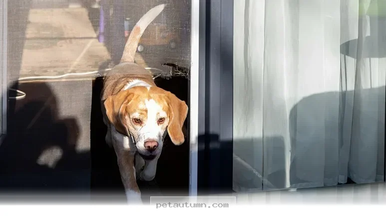 Top 5 Tips for Safely Finding Your Lost Pet in the Year 2026