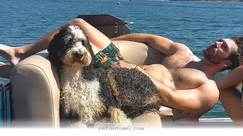Top 5 Tips for Your 2026 Family Road Trip With a Happy Pet Companion