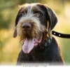 Top 5 Versatile German Dog Breeds You Will Love to Own in 2026
