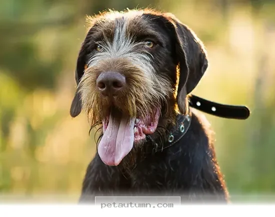 Top 5 Versatile German Dog Breeds You Will Love to Own in 2026