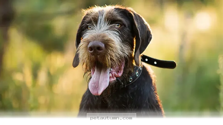 Top 5 Versatile German Dog Breeds You Will Love to Own in 2026