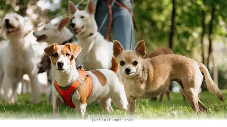 Top 5 Ways to Make Your Dog Feel Truly Loved and Happy in 2026