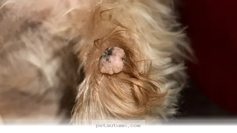 Understanding 5 Common Skin Bumps on Your Beloved Pets in 2026