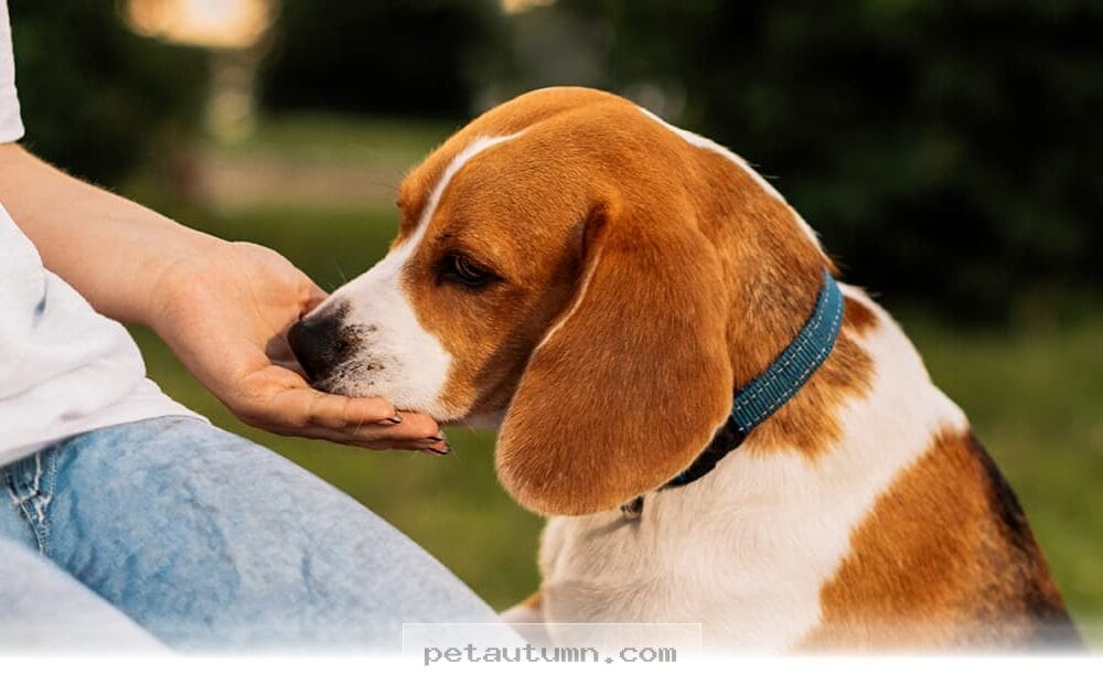 Understanding 5 Reasons Why Your Dog Licks You In 2026 And Beyond
